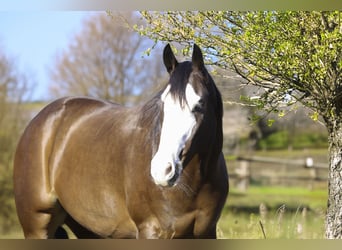 Paint Horse, Ruin, 4 Jaar, 152 cm, Roodbruin