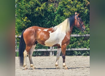 Paint Horse Mix, Ruin, 4 Jaar, 155 cm, Gevlekt-paard