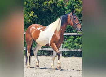 Paint Horse Mix, Ruin, 4 Jaar, 155 cm, Gevlekt-paard