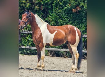 Paint Horse Mix, Ruin, 4 Jaar, 155 cm, Gevlekt-paard