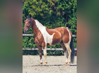 Paint Horse Mix, Ruin, 4 Jaar, 155 cm, Gevlekt-paard