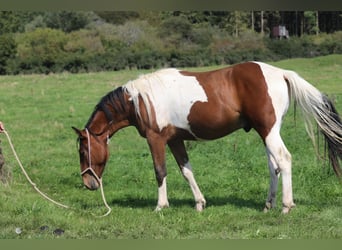 Paint Horse Mix, Ruin, 4 Jaar, 156 cm, Gevlekt-paard