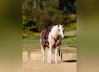 Paint Horse Mix, Ruin, 5 Jaar, 145 cm, Gevlekt-paard