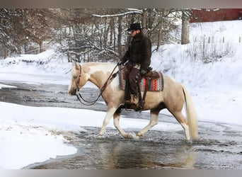 Paint Horse Mix, Ruin, 5 Jaar, 145 cm, Gevlekt-paard