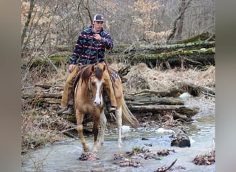 Paint Horse, Ruin, 5 Jaar, 152 cm, Falbe