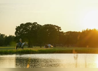 Paint Horse, Ruin, 5 Jaar, 152 cm, Palomino