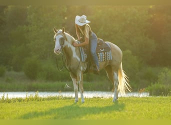 Paint Horse, Ruin, 5 Jaar, 152 cm, Palomino