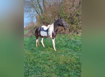 Paint Horse, Ruin, 6 Jaar, 148 cm, Gevlekt-paard