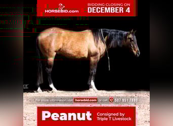 Paint Horse, Ruin, 6 Jaar, 150 cm, Falbe