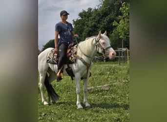 Paint Horse Mix, Ruin, 6 Jaar, 150 cm, Gevlekt-paard