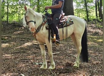 Paint Horse Mix, Ruin, 6 Jaar, 150 cm, Gevlekt-paard
