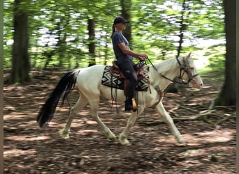Paint Horse Mix, Ruin, 6 Jaar, 150 cm, Gevlekt-paard