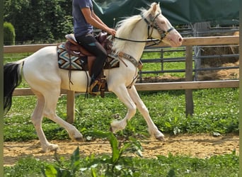 Paint Horse Mix, Ruin, 6 Jaar, 150 cm, Gevlekt-paard