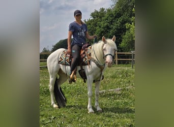 Paint Horse Mix, Ruin, 6 Jaar, 150 cm, Gevlekt-paard