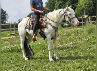 Paint Horse Mix, Ruin, 6 Jaar, 150 cm, Gevlekt-paard