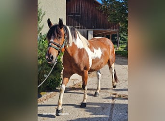 Paint Horse Mix, Ruin, 6 Jaar, 150 cm, Gevlekt-paard