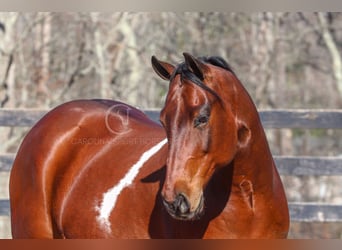 Paint Horse Mix, Ruin, 6 Jaar, 155 cm