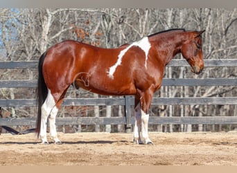 Paint Horse Mix, Ruin, 6 Jaar, 155 cm