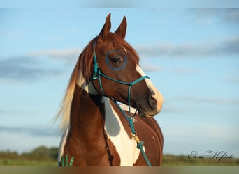 Paint Horse Mix, Ruin, 6 Jaar, 160 cm, Gevlekt-paard