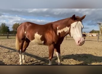 Paint Horse, Ruin, 6 Jaar, Vos