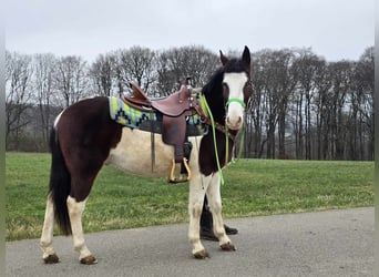 Paint Horse Mix, Ruin, 7 Jaar, 142 cm, Gevlekt-paard