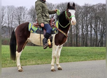 Paint Horse Mix, Ruin, 7 Jaar, 142 cm, Gevlekt-paard