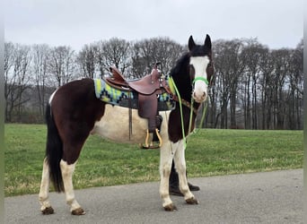 Paint Horse Mix, Ruin, 7 Jaar, 142 cm, Gevlekt-paard