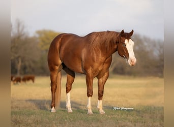 Paint Horse, Ruin, 7 Jaar, 155 cm, Overo-alle-kleuren