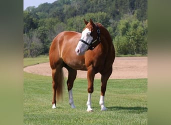 Paint Horse, Ruin, 7 Jaar, 155 cm, Overo-alle-kleuren