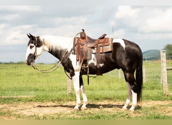 Paint Horse Mix, Ruin, 7 Jaar, 160 cm