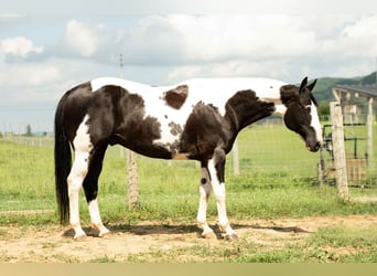Paint Horse Mix, Ruin, 7 Jaar, 160 cm