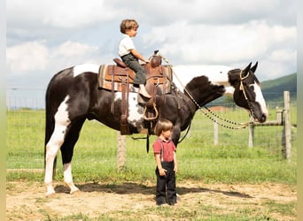 Paint Horse Mix, Ruin, 7 Jaar, 160 cm