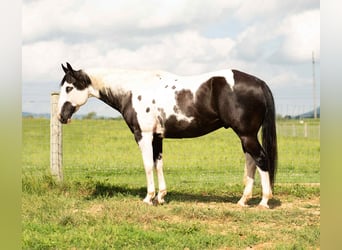 Paint Horse Mix, Ruin, 7 Jaar, 160 cm