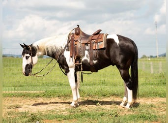 Paint Horse Mix, Ruin, 7 Jaar, 160 cm