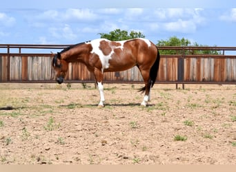 Paint Horse, Ruin, 8 Jaar, 142 cm, Gevlekt-paard