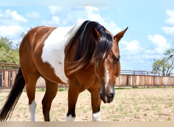 Paint Horse, Ruin, 8 Jaar, 142 cm, Gevlekt-paard