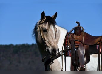 Paint Horse Mix, Ruin, 8 Jaar, 145 cm, Gevlekt-paard