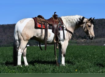Paint Horse Mix, Ruin, 8 Jaar, 145 cm, Gevlekt-paard