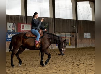 Paint Horse Mix, Ruin, 8 Jaar, 150 cm, Bruin