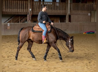 Paint Horse Mix, Ruin, 8 Jaar, 150 cm, Bruin