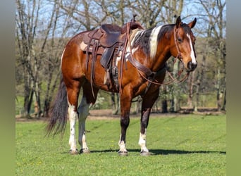 Paint Horse, Ruin, 8 Jaar, 150 cm, Gevlekt-paard