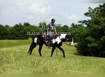 Paint Horse, Ruin, 8 Jaar, 152 cm, Tovereo-alle-kleuren