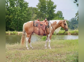 Paint Horse, Ruin, 8 Jaar, 155 cm, Gevlekt-paard