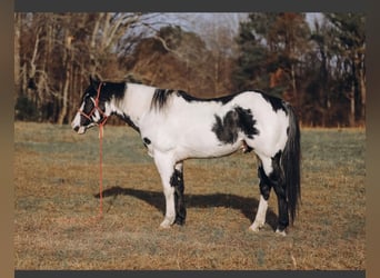 Paint Horse, Ruin, 8 Jaar, 160 cm, Gevlekt-paard