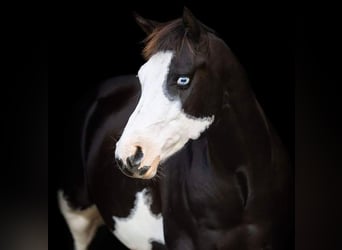 Paint Horse, Ruin, 9 Jaar, 146 cm, Zwart