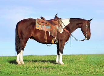 Paint Horse Mix, Ruin, 9 Jaar, 147 cm, Gevlekt-paard