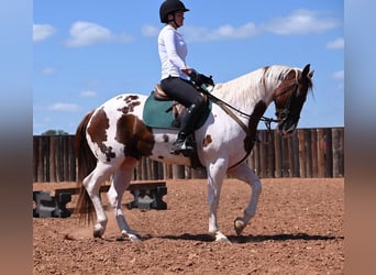 Paint Horse, Ruin, 9 Jaar, 150 cm, Gevlekt-paard