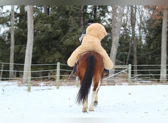 Paint Horse, Ruin, 9 Jaar, 150 cm