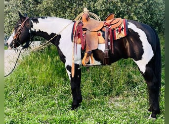 Paint Horse, Ruin, 9 Jaar, Overo-alle-kleuren