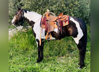 Paint Horse, Ruin, 9 Jaar, Overo-alle-kleuren